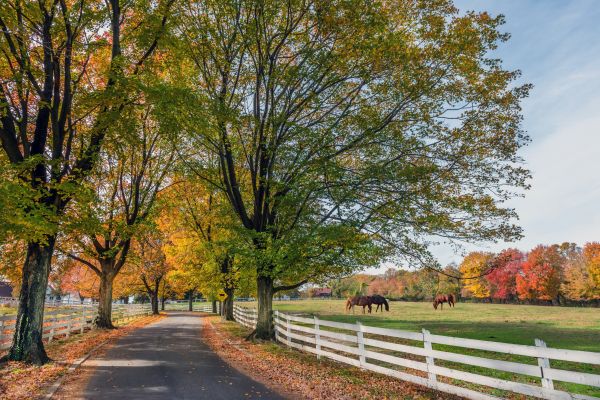 Horse Fence Painting
