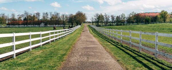 Paddock Fence Painting